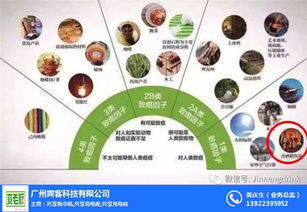 加馬飲料 市場(chǎng)反應(yīng)與技術(shù)開(kāi)發(fā)的雙重考量